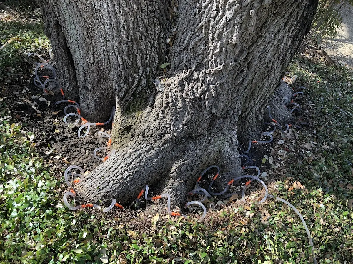 Detailed Tree Cabling and Bracing job site in Bonnyman