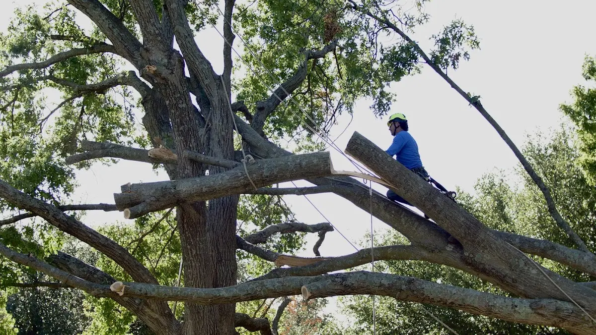 Professional Crown Thinning performed by certified arborists in Bonnyman