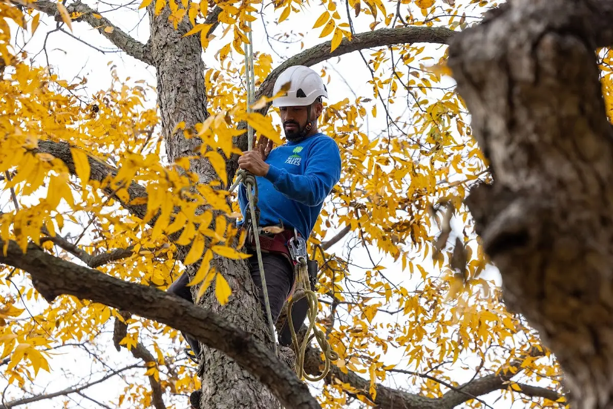 Skilled Tree Transplanting crew working in Bonnyman