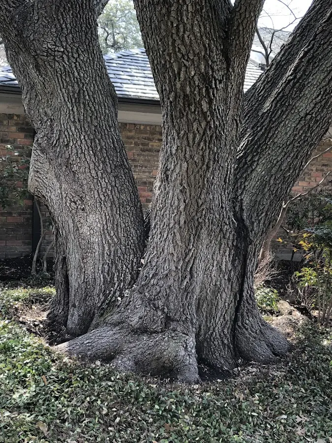 Mature heritage tree close to a Bonnyman property cared for by certified arborists